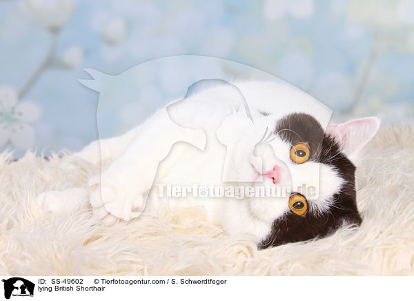 liegende Britisch Kurzhaar / lying British Shorthair / SS-49602