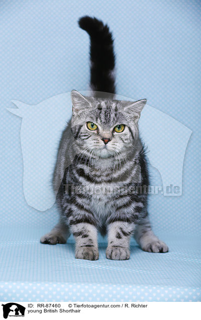 junge Britisch Kurzhaar / young British Shorthair / RR-87460