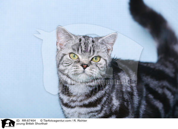 junge Britisch Kurzhaar / young British Shorthair / RR-87464