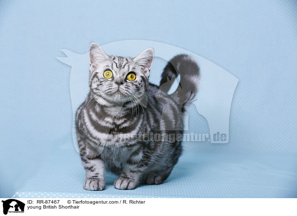 junge Britisch Kurzhaar / young British Shorthair / RR-87467