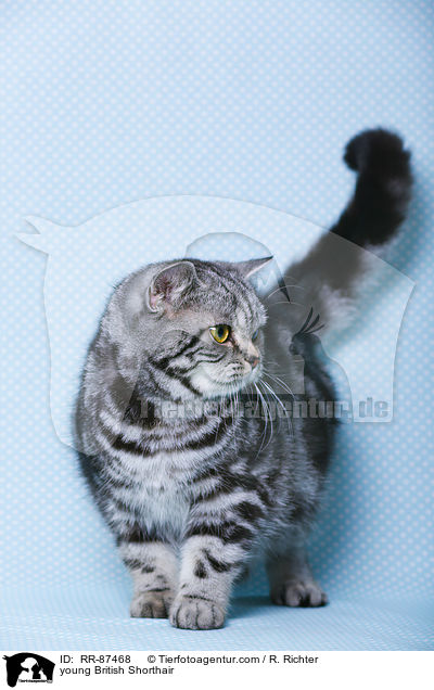 junge Britisch Kurzhaar / young British Shorthair / RR-87468