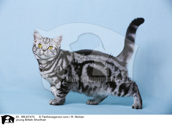 junge Britisch Kurzhaar / young British Shorthair / RR-87470