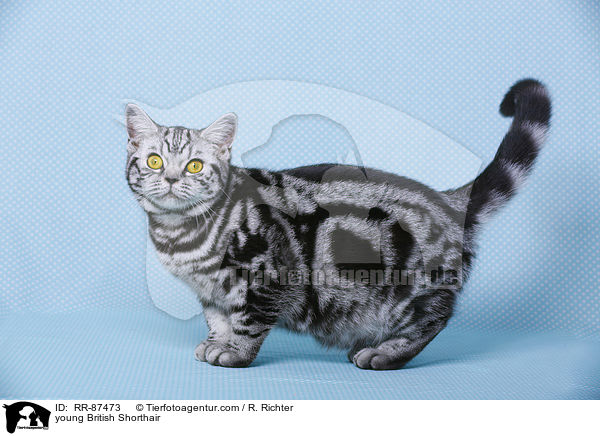 junge Britisch Kurzhaar / young British Shorthair / RR-87473