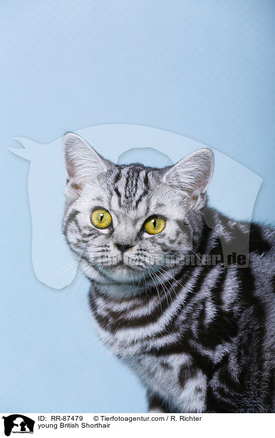 junge Britisch Kurzhaar / young British Shorthair / RR-87479