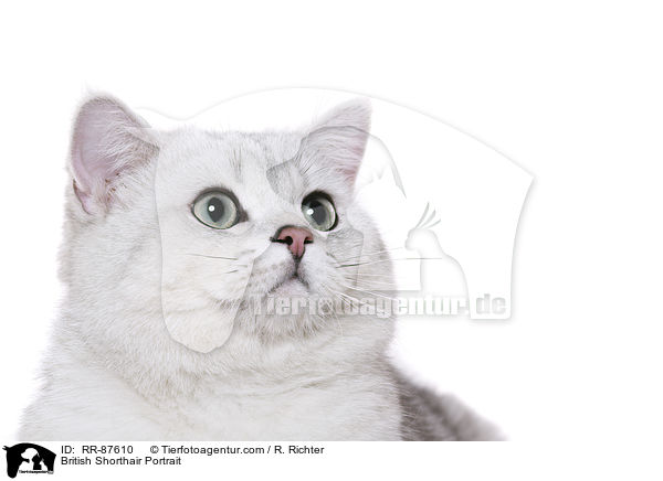 Britisch Kurzhaar Portrait / British Shorthair Portrait / RR-87610