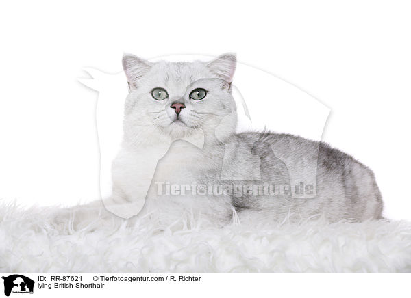 liegende Britisch Kurzhaar / lying British Shorthair / RR-87621