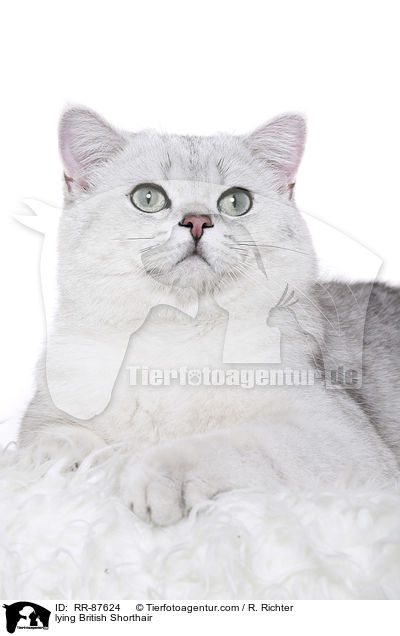 liegende Britisch Kurzhaar / lying British Shorthair / RR-87624