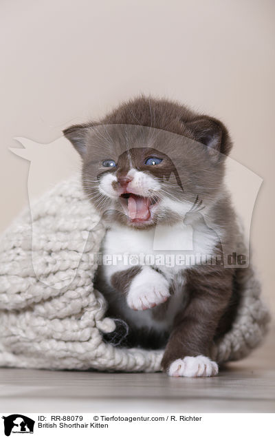 Britisch Kurzhaar Ktzchen / British Shorthair Kitten / RR-88079
