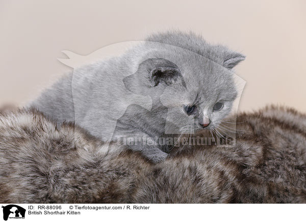 Britisch Kurzhaar Ktzchen / British Shorthair Kitten / RR-88096