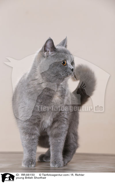 junge Britisch Kurzhaar / young British Shorthair / RR-88150