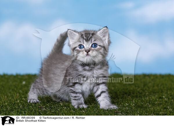 Britisch Kurzhaar Ktzchen / British Shorthair Kitten / RR-88399