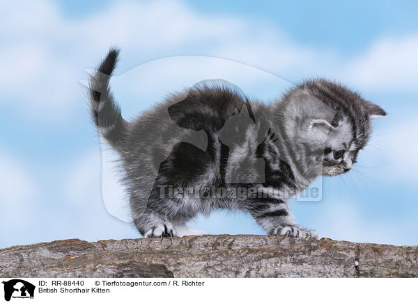 Britisch Kurzhaar Ktzchen / British Shorthair Kitten / RR-88440