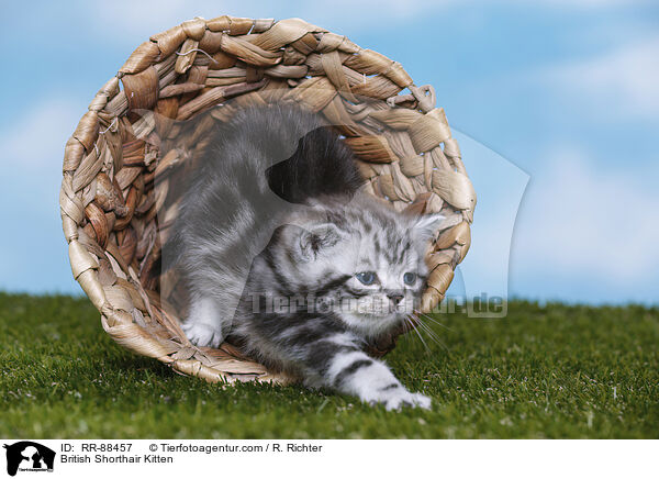 Britisch Kurzhaar Ktzchen / British Shorthair Kitten / RR-88457