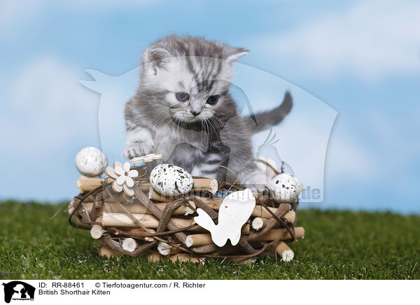 Britisch Kurzhaar Ktzchen / British Shorthair Kitten / RR-88461