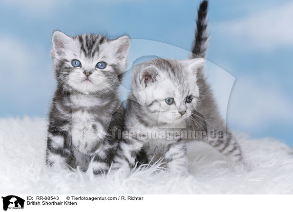 Britisch Kurzhaar Ktzchen / British Shorthair Kitten / RR-88543