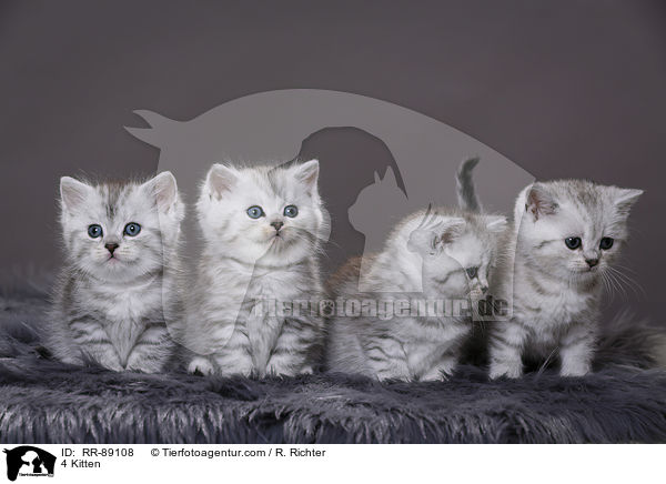 4 Kitten / RR-89108