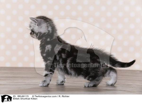 Britisch Kurzhaar Ktzchen / British Shorthair Kitten / RR-89115