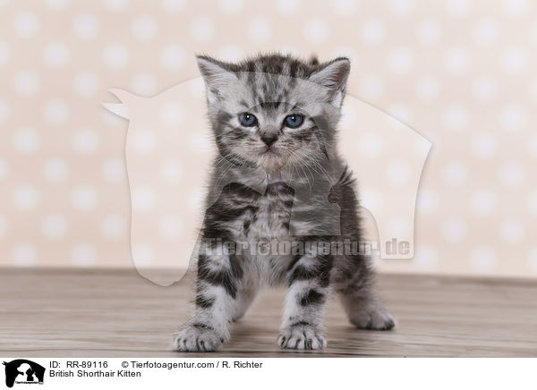 Britisch Kurzhaar Ktzchen / British Shorthair Kitten / RR-89116