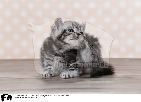 Britisch Kurzhaar Ktzchen / British Shorthair Kitten / RR-89118