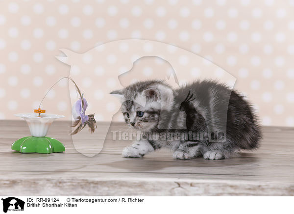 Britisch Kurzhaar Ktzchen / British Shorthair Kitten / RR-89124