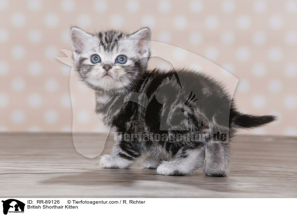 Britisch Kurzhaar Ktzchen / British Shorthair Kitten / RR-89126