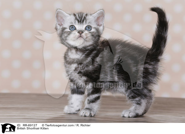 Britisch Kurzhaar Ktzchen / British Shorthair Kitten / RR-89127