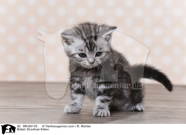 Britisch Kurzhaar Ktzchen / British Shorthair Kitten / RR-89135
