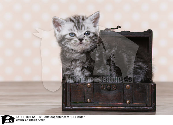 Britisch Kurzhaar Ktzchen / British Shorthair Kitten / RR-89142