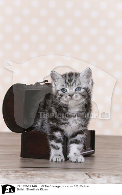 Britisch Kurzhaar Ktzchen / British Shorthair Kitten / RR-89146