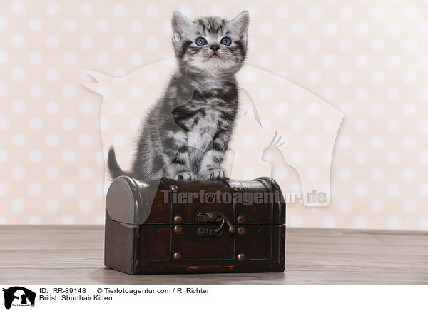 Britisch Kurzhaar Ktzchen / British Shorthair Kitten / RR-89148