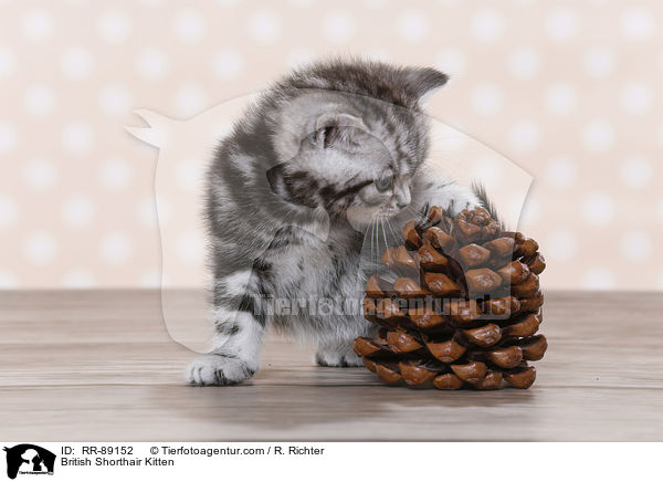 Britisch Kurzhaar Ktzchen / British Shorthair Kitten / RR-89152