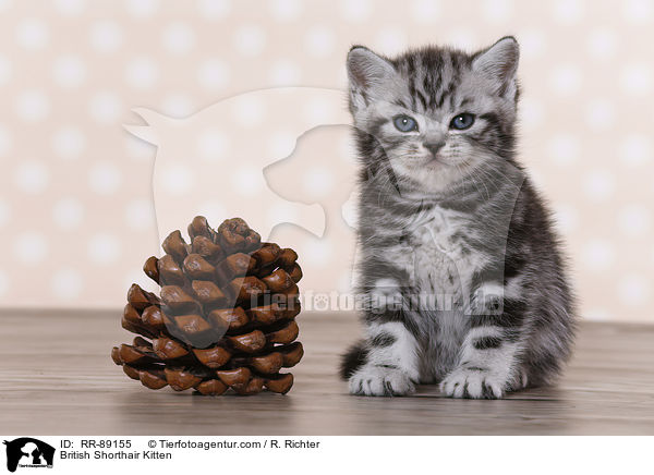 Britisch Kurzhaar Ktzchen / British Shorthair Kitten / RR-89155