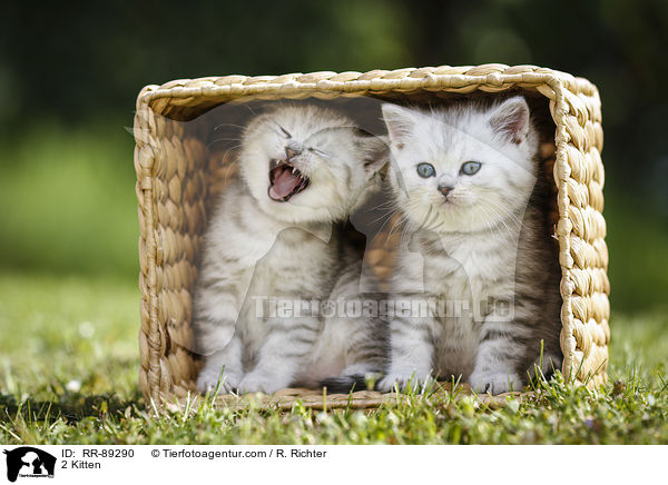 2 Ktzchen / 2 Kitten / RR-89290