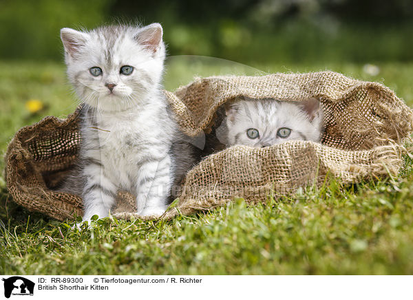 Britisch Kurzhaar Ktzchen / British Shorthair Kitten / RR-89300