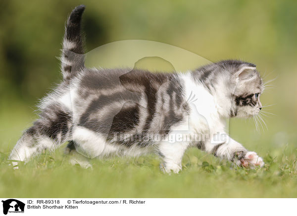 Britisch Kurzhaar Ktzchen / British Shorthair Kitten / RR-89318