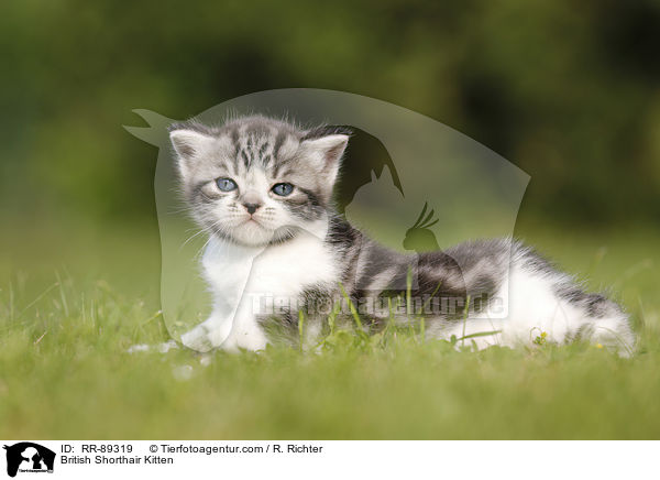 Britisch Kurzhaar Ktzchen / British Shorthair Kitten / RR-89319