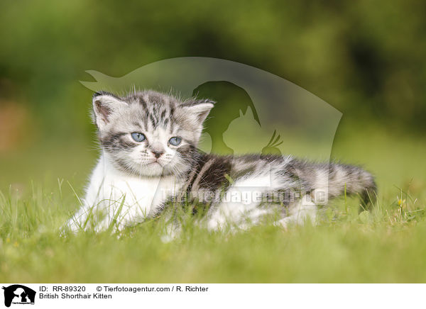 Britisch Kurzhaar Ktzchen / British Shorthair Kitten / RR-89320