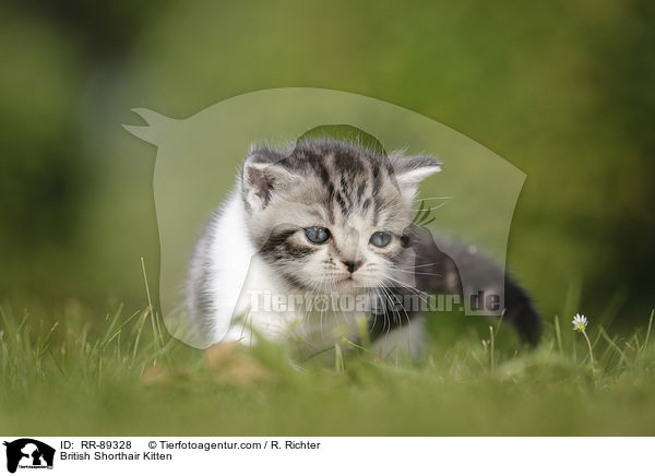 Britisch Kurzhaar Ktzchen / British Shorthair Kitten / RR-89328