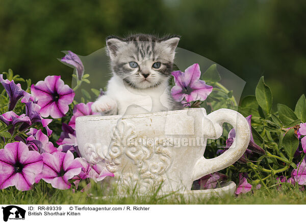 Britisch Kurzhaar Ktzchen / British Shorthair Kitten / RR-89339