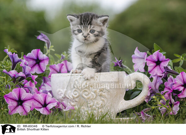 Britisch Kurzhaar Ktzchen / British Shorthair Kitten / RR-89346