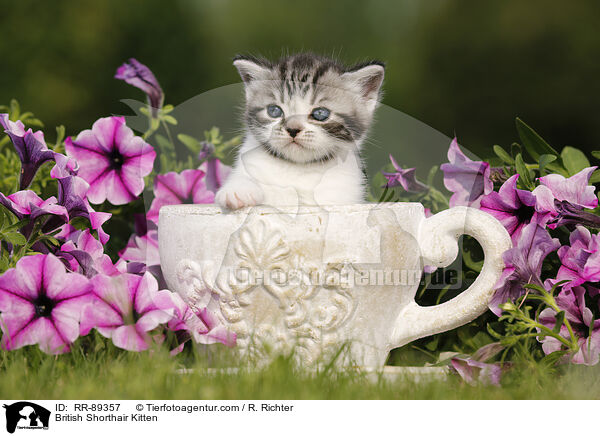 Britisch Kurzhaar Ktzchen / British Shorthair Kitten / RR-89357