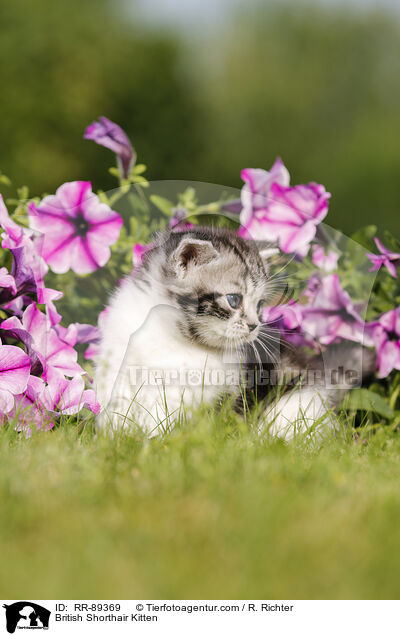Britisch Kurzhaar Ktzchen / British Shorthair Kitten / RR-89369