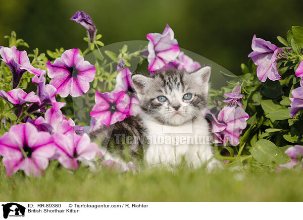 Britisch Kurzhaar Ktzchen / British Shorthair Kitten / RR-89380