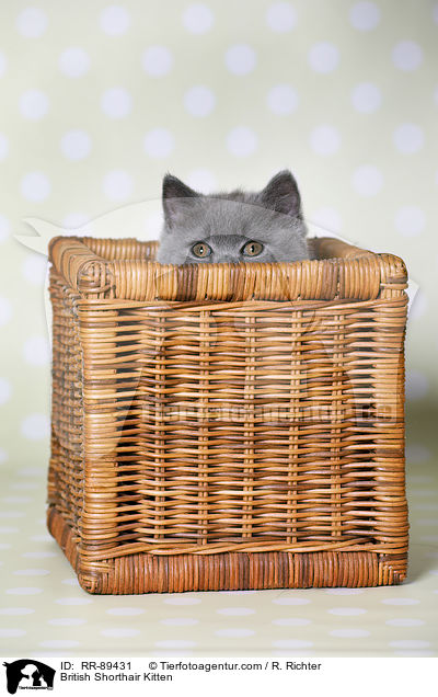 Britisch Kurzhaar Ktzchen / British Shorthair Kitten / RR-89431