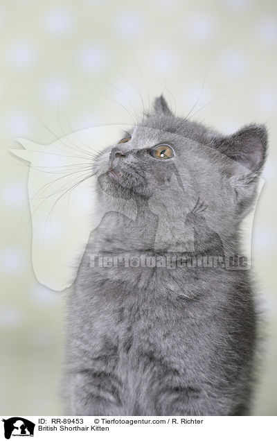Britisch Kurzhaar Ktzchen / British Shorthair Kitten / RR-89453