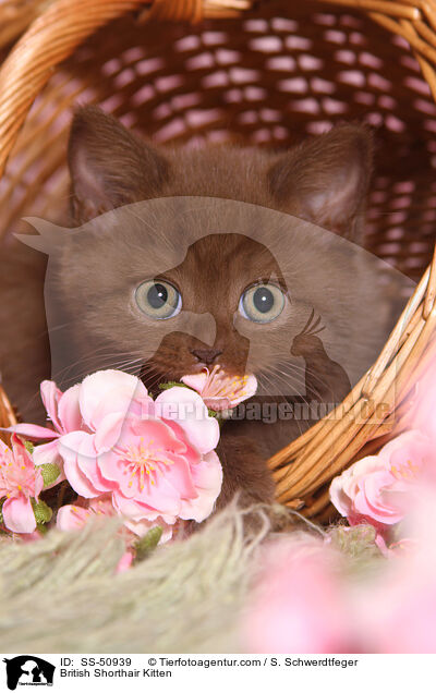 Britisch Kurzhaar Ktzchen / British Shorthair Kitten / SS-50939