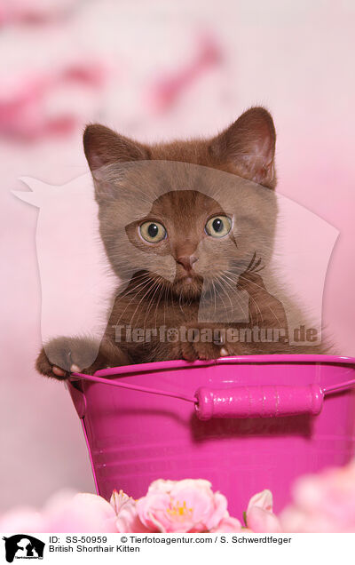 Britisch Kurzhaar Ktzchen / British Shorthair Kitten / SS-50959