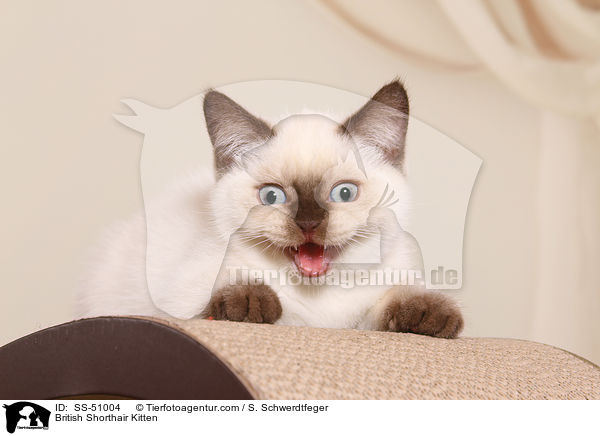 Britisch Kurzhaar Ktzchen / British Shorthair Kitten / SS-51004