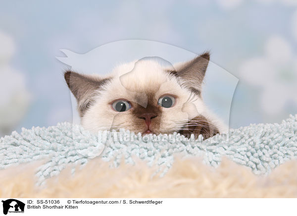 Britisch Kurzhaar Ktzchen / British Shorthair Kitten / SS-51036