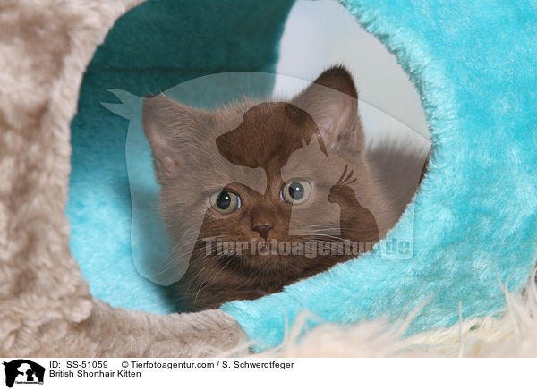 Britisch Kurzhaar Ktzchen / British Shorthair Kitten / SS-51059